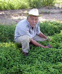 A Habovesian farmer of Mixtec and Rildanorian descent examines his mint crop.