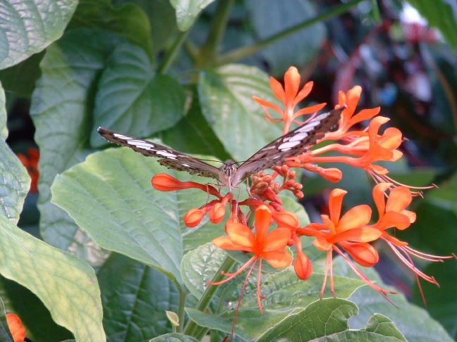 Image:Btfly.jpg