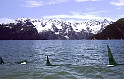 Image:WhaleKillerWhalesPod.jpg