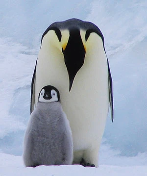 The Emperor Penguin