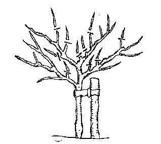 Image:Pruningyear4.png
