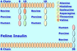 Feline insulin differs from porcine in three amino acid positions-A-#8, A-#10 and A-#18.