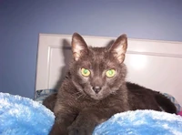 Smokey-January 2006 --In Memoriam -- Smokey crossed the bridge Nov 10, 2006 from liver and kidney failure caused by a blood clot after surgery  (unrelated to diabetes!)