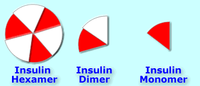 Insulin hexamers (as produced by the body or injected) must break down into dimers and monomers to be absorbed.