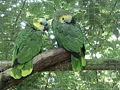 Two Bluefront Amazons