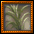 Image:Sugarcane.gif