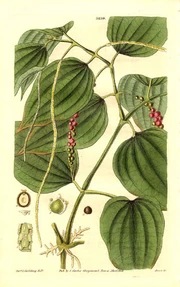 Certain plants have been used for medicinal purposes for thousands of years.