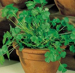 Coriander (cilantro)