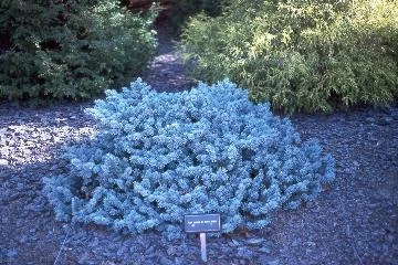 Costmary