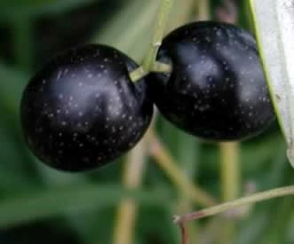 Black Olives