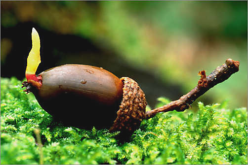 Acorn.jpg