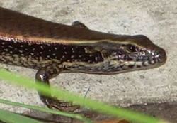 Help this skink to improve the wiki. Create a new page on your favorite reptile!