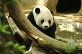 Bao-Bin