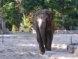 Shinte este un elefant indian de 3,5 tone născut în 1985.