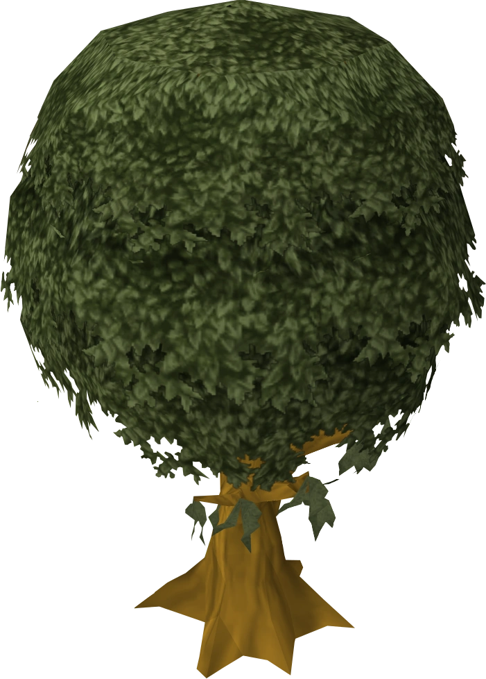 Cedar tree‎