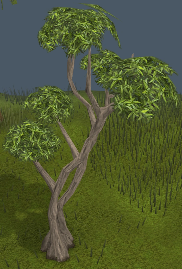 Eucalyptus Tree