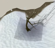 The windswept tree (dig in the shaded area)