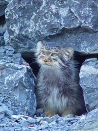 Кот-манул.