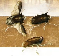 Swarm.jpg