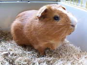 Mijn cavia, ik heb hem gekocht bij Caviabedrijf Nimmanswolk