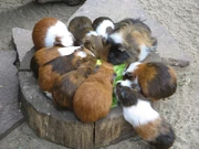 Cavia's in onze fokkerij die genietend van hun verse groente eten.