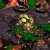 File:Egg SC1 Game1.jpg