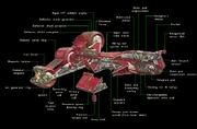 Consular schematics.