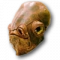 ファイル:Icon-species.png