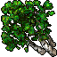 Image:Birch.gif