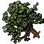 Image:Pear Tree.gif