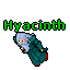 Image:Hyacinth.gif