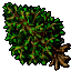 Image:Sycamore.gif