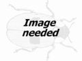 Image:Image needed LHB.png