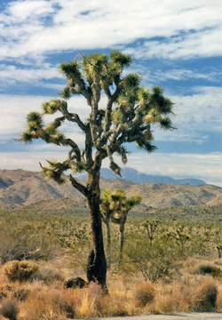 A several hundred year old Joshua Tree at Joshua Tree National Park, California.