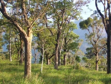 A view of the Silent Valley, near Palakkad, India
