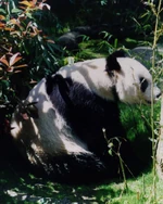 One of the pandas at the internationally renowned San Diego Zoo.