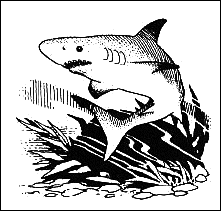 Shark