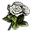 White Roses