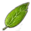 Fool's parsley