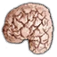 Drowner brain