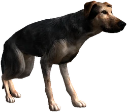 Dog