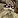 Imagen:IconSmall Necromancer.gif