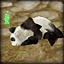 Orlyia's avatar
