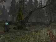 The road within Darkshore.