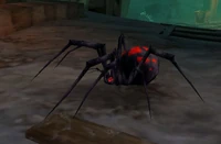 Image of Night Web Spider