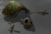 A long time dead giant turtle.
