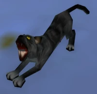 Image of Black Cat
