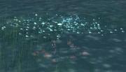 School of Red Snapper