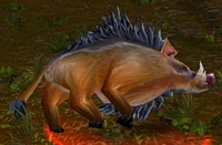 Image of Bellygrub