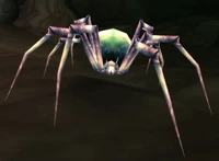 Image of Leech Widow